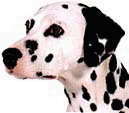 Dalmatian